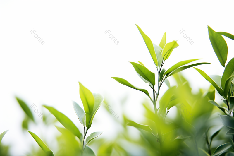 晴朗天空下正在茁壮生长发芽的茶树茶叶,高清,摄影图,摄影图片,图片大全,摄影图免费下载